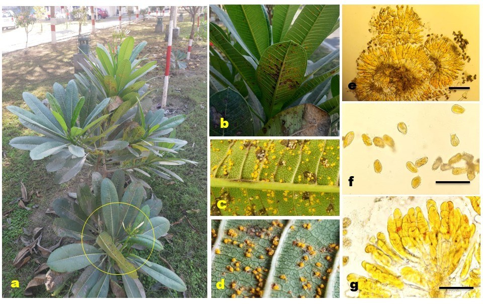 One stop shop VI: taxonomic update with molecular phylogeny for important phytopathogenic genera: 126–150